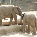 Elefanten Babys